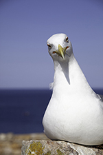 seagull
